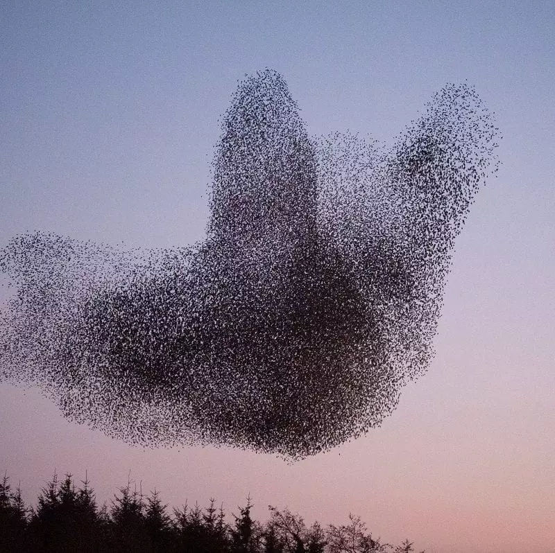 Birds in flight